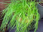 Schalotte - Allium ascalonicum