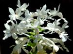 : - Calanthe triplicata