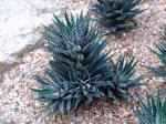 :-Haworthia fasciata