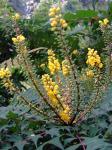 : - Mahonia oiwakensis