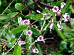 Stinkwein - Paederia foetida