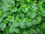 : - Pilea nummulariifolia