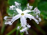 : - Trichosanthes anguina