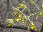 : - Ansellia africana