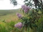: - Buddleja auriculata