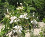 : - Dirichletia pubescens