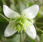 : - Clematis brachiata