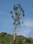 Drachenbaum - Dracaena steudneri