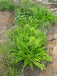 : - Eucomis autumnalis
