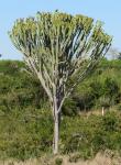 Kaktus-Wolfsmilch - Euphorbia ingens