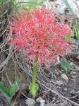 Frühe Blutblume - Scadoxus multiflorus