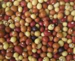 Bambara-Erdnuss - Vigna subterranea