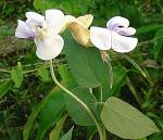 Muschelblume - Vigna caracalla