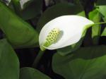 Drachenwurz - Calla palustris