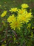 Dach-Pippau - Crepis tectorum