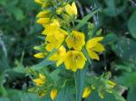 Gewöhnlicher Gilbweiderich - Lysimachia vulgaris
