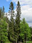 Sibirische Fichte - Picea obovata