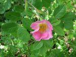 Vogesen-Rose - Rosa dumalis