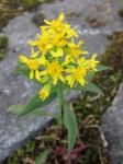 Gewöhnliche Goldrute - Solidago virgaurea