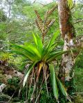 : - Vriesea werckleana