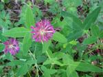 Mittlerer Klee - Trifolium medium