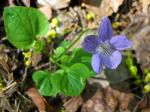Hain-Veilchen - Viola riviniana
