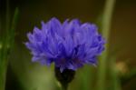 Blaue Kornblume - Centaurea cyanus
