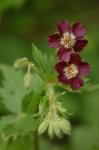 Brauner Storchschnabel - Geranium phaeum