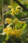 Gelbe Goldnessel - Lamiastrum galeobdolon