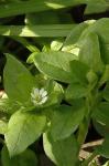 Wasserdarm - Myosoton aquaticum
