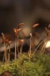: - Atrichum angustatum