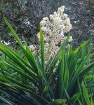 : - Yucca gigantea