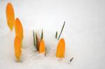 Ankara-Krokus - Crocus ancyrensis