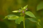 Zweispaltiger Hohlzahn - Galeopsis bifida