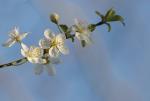 Kirschpflaume - Prunus cerasifera