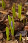 Gewöhnliche Sternhyazinthe - Scilla luciliae