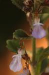 Gemeiner Gamander - Teucrium chamaedrys