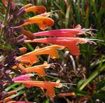 : - Agastache aurantiaca