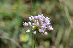 Berg-Lauch - Allium lusitanicum