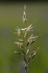 Aufrechte Trespe - Bromus erectus