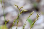 Finger-Segge - Carex digitata