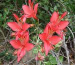 : - Alstroemeria ligtu subsp. ligtu