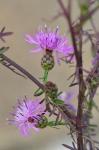 Rispen-Flockenblume - Centaurea stoebe