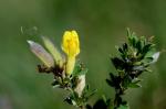 Regensburger Geissklee - Cytisus ratisbonensis