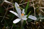 Weissblühender Krokus-Crocus vernus subsp. albiflorus