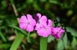 : - Dianthus collinus