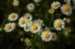 Feinstrahl - Erigeron annuus