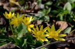 : - Ficaria verna subsp. calthifolia