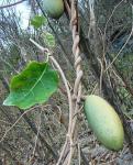Folterpflanze - Araujia sericifera