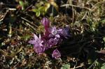 : - Gentianella pilosa